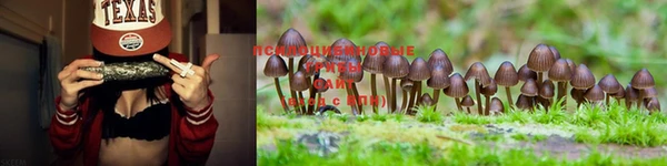 PSILOCYBIN Навашино